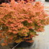 This low-growing maple has a nice dwarf, rounded form with small, reddish-green leaves. The gorgeous coloration and unique form make it an outstanding, semi-dwarf Japanese Maple!