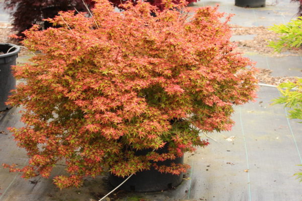 This low-growing maple has a nice dwarf, rounded form with small, reddish-green leaves. The gorgeous coloration and unique form make it an outstanding, semi-dwarf Japanese Maple!