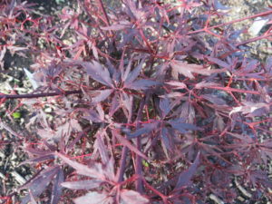 This newer variety of Japanese maple from Piet Vergeldt of The Netherlands has deep purple-red leaves with a dissected, feathery appearance. The lobes are uniquely arranged, giving a fringed look to the margins.