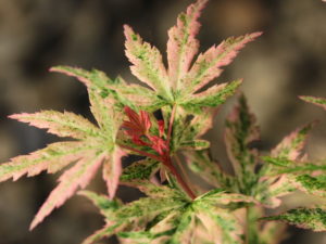 This fairly recent introduction has stunning variegation that looks as though it has been painted on. The pink and white patches and spots are almost more prevalent than the green portions, giving this Japanese maple outstanding coloration. This variety originated at Garden Design Nursery and is sure to be a winner. Also incorrectly known under the name 'Cosmos'.