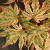 This fairly recent introduction has stunning variegation that looks as though it has been painted on. The pink and white patches and spots are almost more prevalent than the green portions, giving this Japanese maple outstanding coloration. This variety originated at Garden Design Nursery and is sure to be a winner. Also incorrectly known under the name 'Cosmos'.