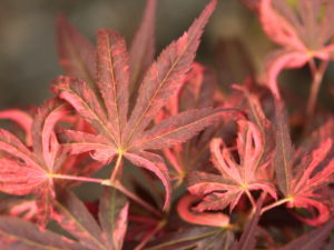 This beautifully-variegated maple has a swirled pink and reddish-purple color. A slightly more random variegation but similar coloration to 'Geisha'. An exciting new variety that is colorful every time of the year!