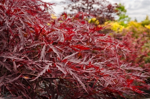 Reputed (we agree) to keep its deep purple-red color better than any other laceleaf, this Japanese maple starts the season with bright burgundy new foliage. Leaf color softens to purple-red, which holds throughout the season, even in shade. Compact and well-branched, the cascading mounded bushy maple works well in a small garden or container. Fall color is bright red. Dissectum.