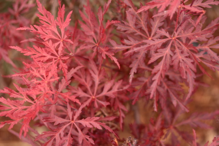 Reputed (we agree) to keep its deep purple-red color better than any other laceleaf, this Japanese maple starts the season with bright burgundy new foliage. Leaf color softens to purple-red, which holds throughout the season, even in shade. Compact and well-branched, the cascading mounded bushy maple works well in a small garden or container. Fall color is bright red. Dissectum.