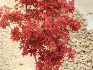 This dwarf upright Japanese maple is highly prized for its incredibly cute, star-shaped foliage. Bright red in spring, the leaves turn green during summer. Then, a second flush of new bright red growth creates a striking contrast against the mature green foliage.