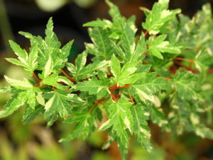 Petite leaves on this unique Japanese maple have a marvelous variegation, primarily white color set against a dark-green background.