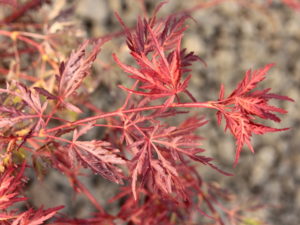 A compact-growing and mounding laceleaf with distinct, scarlet-red foliage. Similar to 'Crimson Princess' but slightly brighter color and a much slower rate of growth. Introduced by Ash Tree Farm in North Carolina.