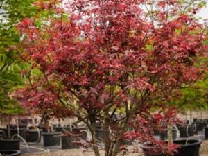 Leaf colors are similar to 'Bloodgood' but everything is miniaturized. Spring leaves are bright purple-red and darken to rich purple-red. Small leaves are compressed on the stems. Do not try in Zone 5!