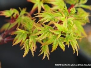 Tiny leaves on this petite maple are a nice light-green color in spring. Fall color is a host of orange and reds. One of the few truly dwarf maples. Excellent for bonsai!