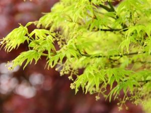 This dwarf Japanese maple, discovered as a witches broom on Aoyagi, offers dramatic four-season interest with flashy foliage and striking bark. New spring leaves emerge yellow-green, turn bright green during summer and golden yellow for fall. In winter, the compact tree’s intensely green bark brightens otherwise gray days. Great for container or front of border, it rarely reaches six feet.