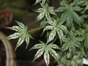 A slow-growing shrubby Japanese maple with petite, somewhat serrated leaves dusted in a silvery-white variegation.