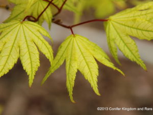 Contrasting colors distinguish this unique Japanese maple. Creamy white spring leaves are decorated with prominent green veins; as they turn green in summer, the veins darken too. Orange and red complete the two-tone show in autumn. Protection from full sun, which can burn the leaves, benefits the beautiful, medium size tree.