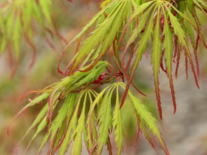 Named for its tasty spring show, this vigorous laceleaf Japanese maple boasts yellow-green spring leaves that look as if they have been dipped in cranberry juice. Similar to Viridis in habit, this cultivar changes to bright orange in fall. Dissected leaves are delicate and lacy.