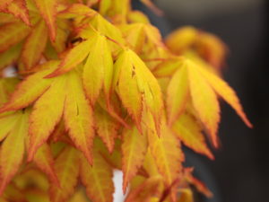 Gold leaves that do not burn in full sun! In summer heat, the color brightens. A new introduction.