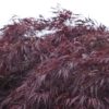 This laceleaf Japanese maple, named "tribute to the mountain," dates to 1710, but its fine qualities continue to recommend it. Hardy and strongly cascading, it has deep red spring foliage that darkens to purple-red, which holds well through summer even in areas with high temperatures and humidity. Bright red fall color creates a beautiful show. Dissectum.