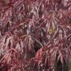 This laceleaf Japanese maple, named "tribute to the mountain," dates to 1710, but its fine qualities continue to recommend it. Hardy and strongly cascading, it has deep red spring foliage that darkens to purple-red, which holds well through summer even in areas with high temperatures and humidity. Bright red fall color creates a beautiful show. Dissectum.