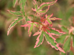 A dwarf deciduous shrub with a bushy upright form. Thin willowy branches feature small green leaves edged in pink. Very colorful throughout the year.
