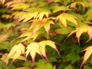 Green leaves have purple tips in spring that persist until early summer. Fall colors are red. Name means "red nail."
