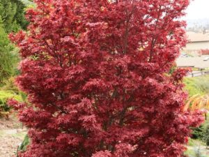 A columnar Japanese maple is quite uncommon, and the burgundy-red color of 'Twombly's Red Sentinel' makes it especially unique. Its slender, stately habit and dense branching selection a fitting choice for almost any landscape.