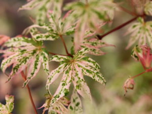 Variegation in pastel tones and leaves that may curl or twist distinguish this attractive Japanese maple. In spring, the light green leaves display white-pink spots, sometimes covering large areas. In summer, the variegation softens, and in fall, the foliage goes gold. The shrub-like tree benefits from protection from afternoon sun.