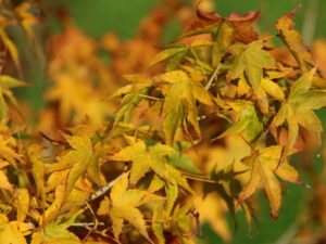 This variety has yellow-green leaves in spring and summer, becoming brilliant gold in fall! A distinct variety that is slightly similar to 'Shidava Gold'.