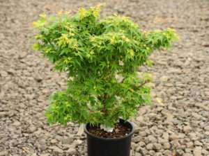 A compact maple that was found as a witch's broom. Its dwarf growth rate and globose habit make this unique variety a perfect fit for almost any landscape.