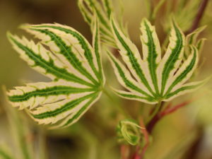 An upright form with whitish variegation on leaf margins. The variegation is quite distinct from other varieties, giving this new cultivar an impressive appearance.