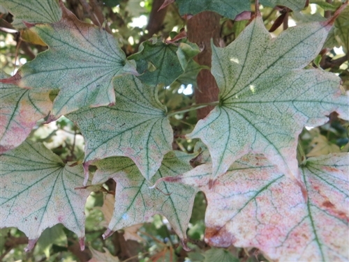 Thin, lightly-colored leaves on this fascinating maple are distinctively beautiful. The leaf surface appears to be stretched across the ribs of the leaf--a bat-wing maple.  Like us, you've probably wanted one of these since you saw the awesome photos in Vertrees!  An awesome variety with variegated bat-wing curled leaves.  Incredibly difficult to propagate, therefore seldom seen.