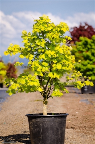 The foliage of this prized Full Moon maple virtually glows throughout the season. Especially in a site with filtered light, the fan-shaped leaves emerge bright yellow in spring, then gradually soften to yellow-green, a color that holds all summer.