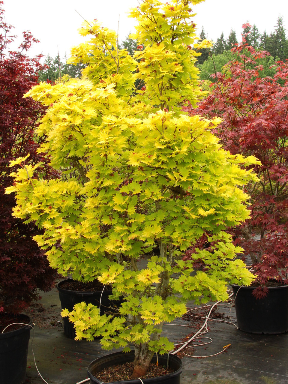 The foliage of this prized Full Moon maple virtually glows throughout the season. Especially in a site with filtered light, the fan-shaped leaves emerge bright yellow in spring, then gradually soften to yellow-green, a color that holds all summer.