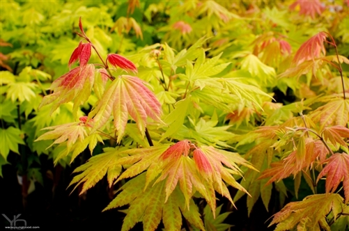 Very few Japanese maples can boast orange color, but Autumn Moon is truly one of a kind. The unusual coloring is strongest in full sun and lasts from when they first emerge in spring until autumn's rich orange-red dappling. A very extraordinary selection that is rather sculptural and slow growing!
