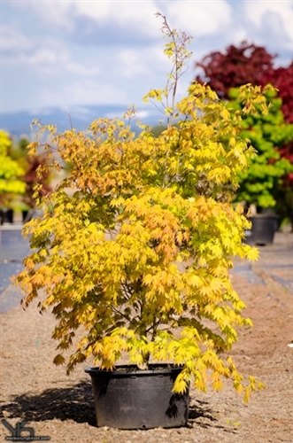 Very few Japanese maples can boast orange color, but Autumn Moon is truly one of a kind. The unusual coloring is strongest in full sun and lasts from when they first emerge in spring until autumn's rich orange-red dappling. A very extraordinary selection that is rather sculptural and slow growing!