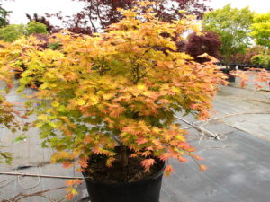 Vigorous, versatile and unbelievably easy to grow, this small, dramatic Full Moon maple boasts orange-red highlights on yellow leaves. The unusual coloring, strongest in full sun, lasts from when leaves emerge in spring until they go rich orange-red in fall. In shade, leaves start out with orange-red highlights, and settle on yellow in early summer.