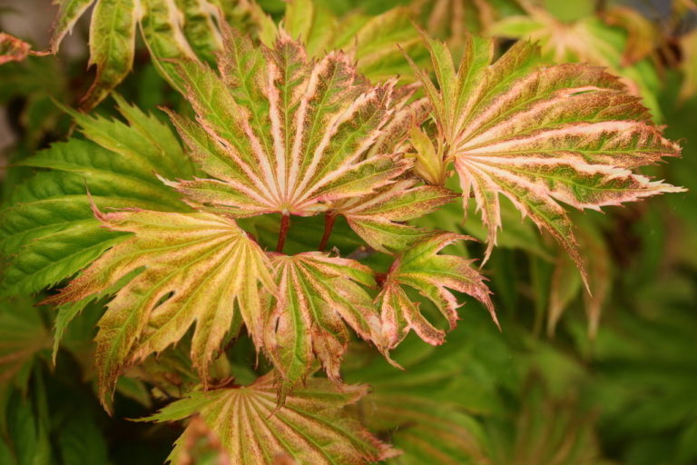 This cute, dwarf maple has dainty leaves with good coloration year-round. In spring, they have an orange-and-pink color with an apricot-tinged green in summer. One of the few choice slow-growing maple selections and quite rare.