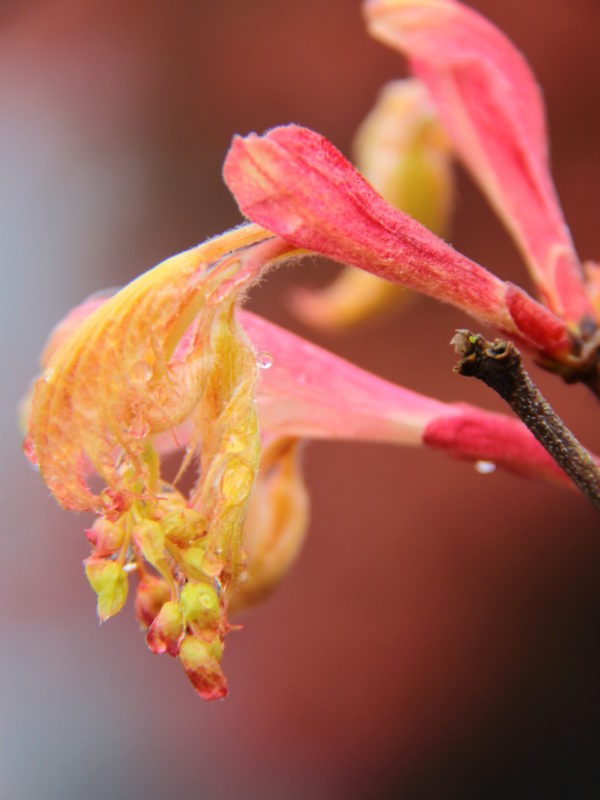 This cute, dwarf maple has dainty leaves with good coloration year-round. In spring, they have an orange-and-pink color with an apricot-tinged green in summer. One of the few choice slow-growing maple selections and quite rare.
