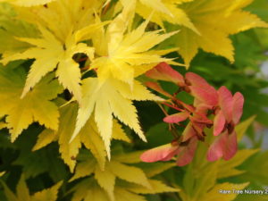Spring leaves are bright yellow with pink-orange margins and pink petioles. Summer color is yellow which does not burn in full sun. In shade leaves are yellow-green.