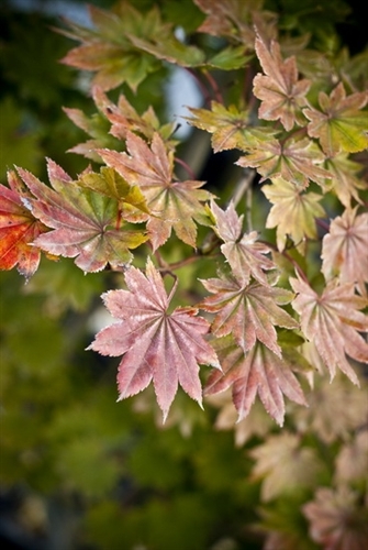 A dwarf small-leafed green variety with almost circular palmate leaves. Gold and red seeds are profusely set in tight bunches. Fall color is bright orange.