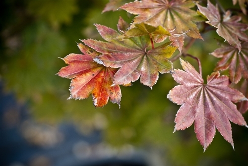 A dwarf small-leafed green variety with almost circular palmate leaves. Gold and red seeds are profusely set in tight bunches. Fall color is bright orange.