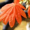 A fairly new variety that has a coloration similar to 'Autumn Moon', bright red growth in spring, more orange-yellow for summer, but can withstand full sun quite well.