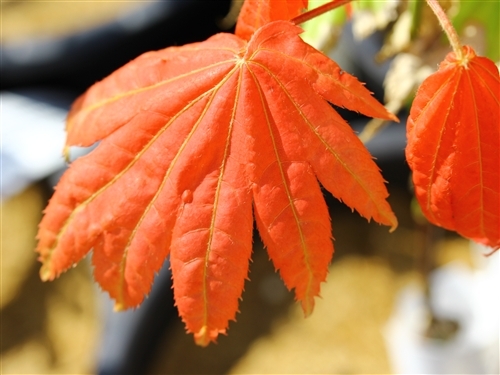 A fairly new variety that has a coloration similar to 'Autumn Moon', bright red growth in spring, more orange-yellow for summer, but can withstand full sun quite well.