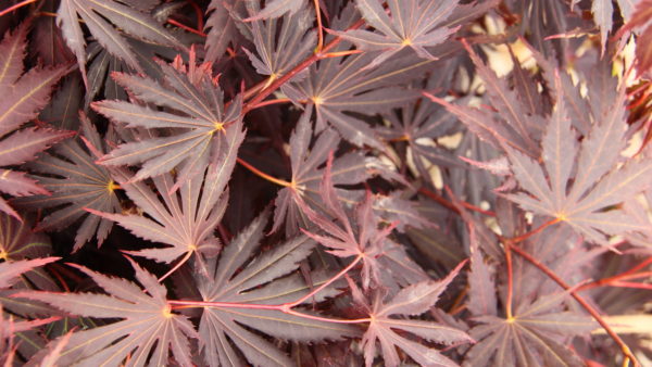 This relatively new variety of maple was found at Esveld Nursery in the Netherlands and named for the founder's daughter, Mirte Yasemin. Deeply-lobed leaves have slightly serrated edges and a rich burgundy-red coloration. Purple color in summer and crimson red in fall give this tree a colorful and unique appearance year-round.