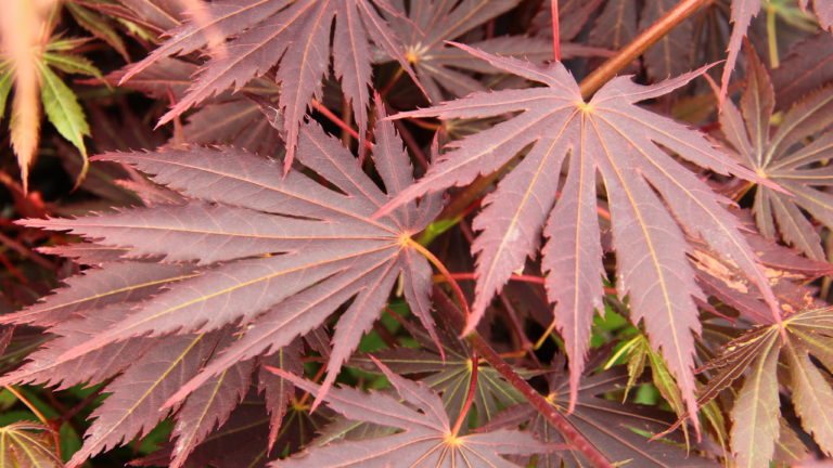 This relatively new variety of maple was found at Esveld Nursery in the Netherlands and named for the founder's daughter, Mirte Yasemin. Deeply-lobed leaves have slightly serrated edges and a rich burgundy-red coloration. Purple color in summer and crimson red in fall give this tree a colorful and unique appearance year-round.