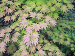A fairly slow-growing form of Siebold maple with gorgeous fall coloration. An excellent choice for smaller gardens.