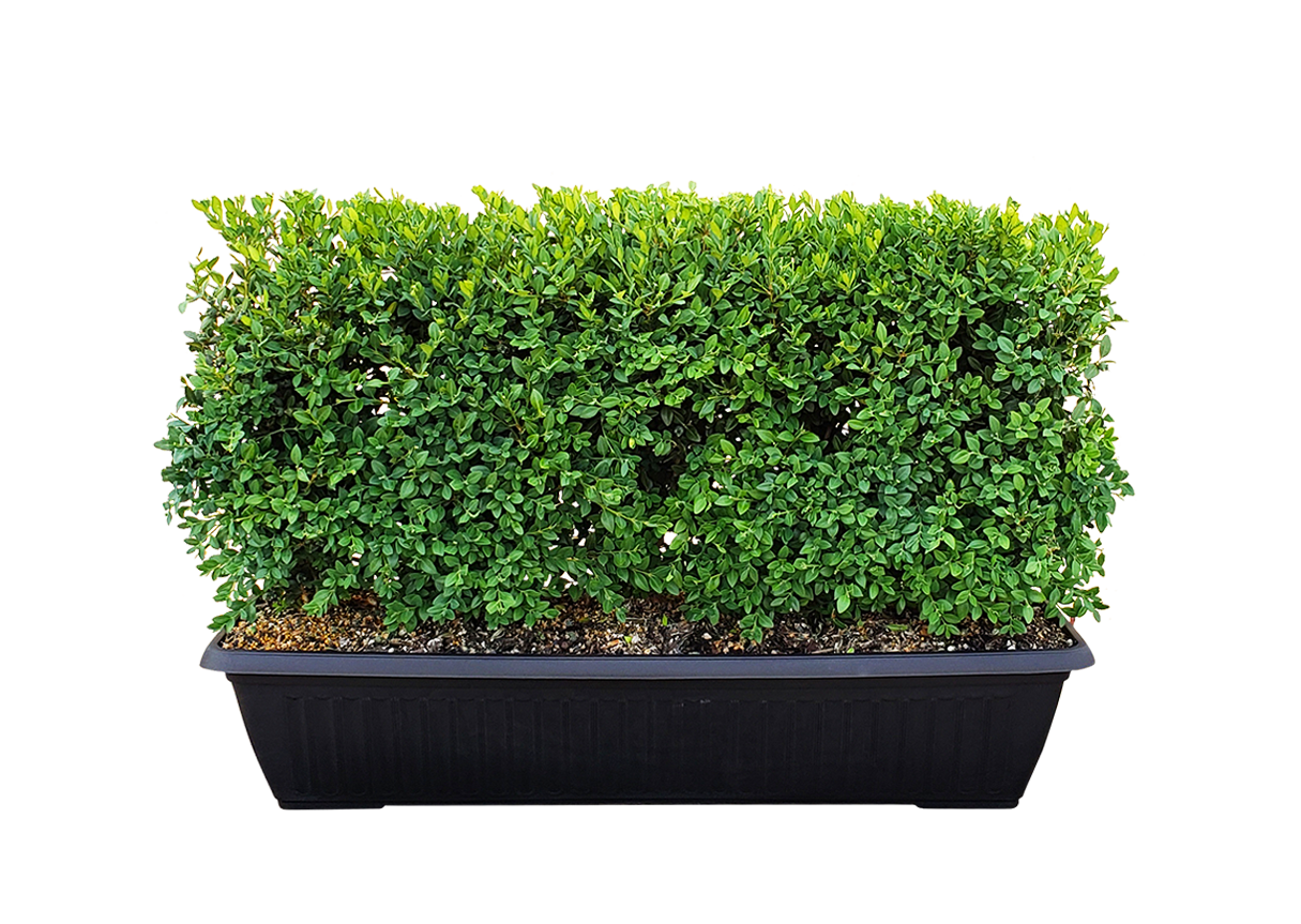 Green Mountain Boxwood is a favorite of landscapers and gardeners all over the US. It has impressive cold-hardiness and resistance to deer and rabbits. It is evergreen with very little winter bronzing compared to most boxwoods. It has a moderately slow growth rate with an oval habit, making it perfect for growing as a hedge. It responds very well to pruning and tolerates a wide range of growing conditions.