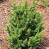 Remarkably short, dark-green needles are borne on ascending, stout branches on this miniature, upright conifer. Its growth habit and foliage are something very unique, making this a delightful rock garden conifer.