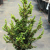 Remarkably short, dark-green needles are borne on ascending, stout branches on this miniature, upright conifer. Its growth habit and foliage are something very unique, making this a delightful rock garden conifer.
