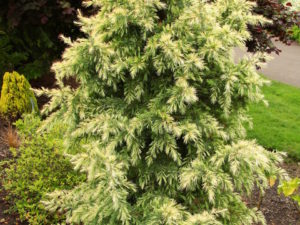 A rather dense, slow-growing cedar with long, blue-green needles that emerge pure silvery-white in spring! An introduction from Canada that has stunning color but doesn't perform well when grown in a container.