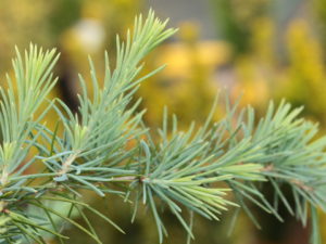 This mounding to weeping cedar has incredibly steel blue foliage. Its dwarf growth rate and dense, mounded habit make it an ideal plant to fill in an open area of a bed or below a window where something low-growing is needed.