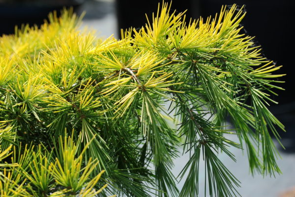 This low-growing cedar was found as a golden branch mutation on Cedrus deodara 'Feelin' Blue'. A similar blue-green foliage undertone is present but with a beautiful golden-yellow frosting on sun-exposed areas!