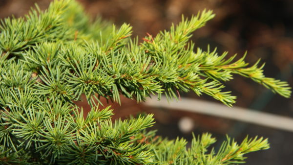 A low-growing cedar with a dwarf growth rate and bright green foliage. Slightly arching branches and a flattened top make this cedar a unique conifer.